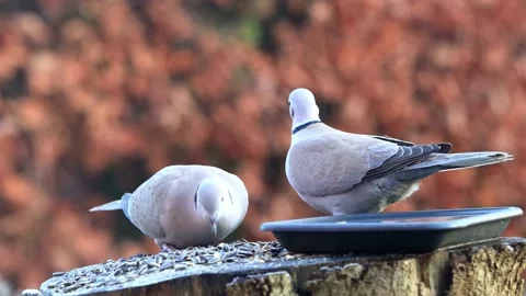 Eurasian Collared Doves peck birdseed Stock Footage 180425612