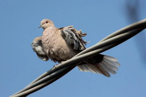 The Eurasian collared Stock Photos