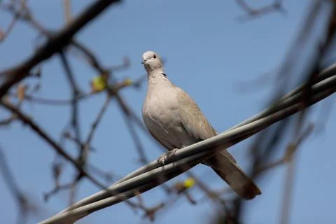 The Eurasian collared Stock Photos