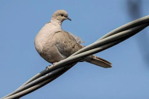 The Eurasian collared Foto stock