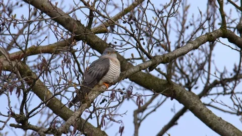 Eurasian common cuckoo (Cuculus canorus) male Vidéo 153431531