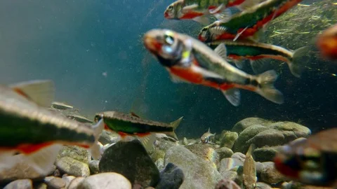 Eurasian common minnow (Phoxinus phoxinus) in fresh water stream Video stock 126103053