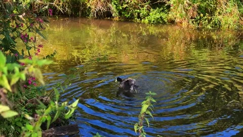 Eurasian Coot Bathing in River – 4K Wildlife Footage Stock Footage 318088141