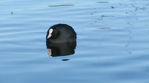 Eurasian coot bird call float mirror surface wildlife sanctuary natural world Video stock 304409533