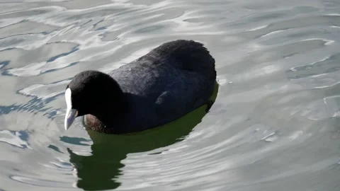Eurasian Coot bird diving in slow-motion Stock Footage 137144520
