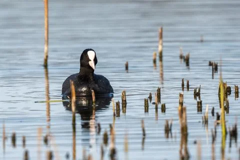 Eurasian Coot Bird Stock Photos