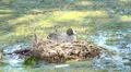 Eurasian coot bird sitting in nest on algae pond HD Footage