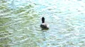 Eurasian coot bird swimming and diving down under water HD Footage