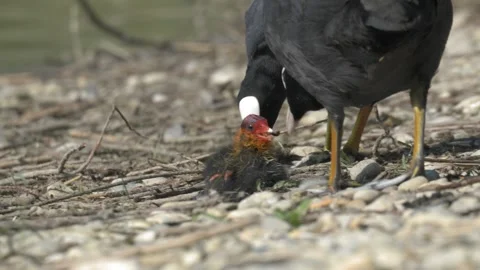 Eurasian Coot Chick Approaches Parent for Feeding - 4K Slow Motion Wildlife Stock Footage 337495477