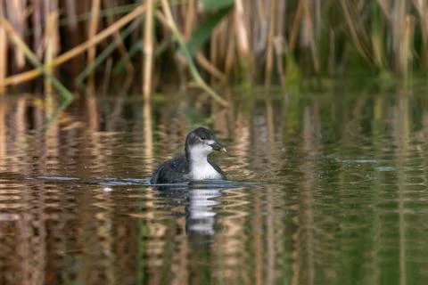 Eurasian Coot Chick In Development Stock Photos