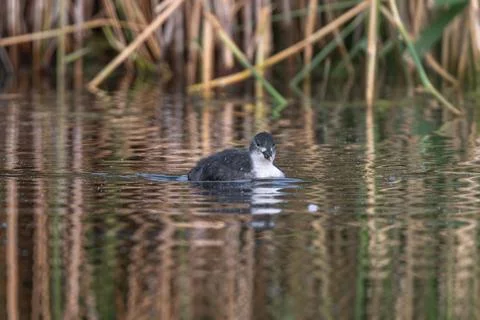 Eurasian Coot Chick In Development Stock Photos