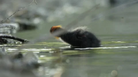 Eurasian Coot Chick Foraging and Shaking Water in 4K Slow Motion Nature Footage Stock Footage 337715727