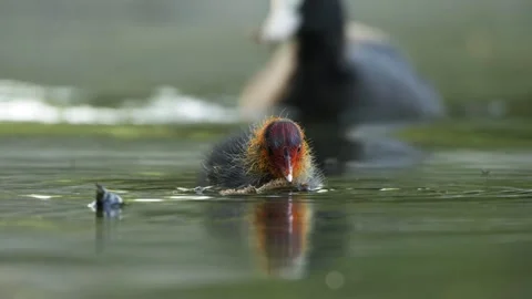Eurasian Coot Chick Foraging on Lake Surface in 4K Slow Motion Nature Footage Stock Footage 337715728