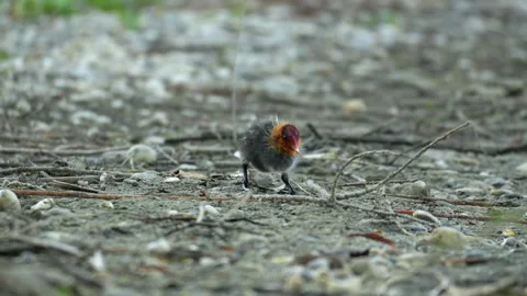 Eurasian Coot Chick Foraging on Pebble Shore in 4K Slow Motion Nature Footage Stock Footage 337715979