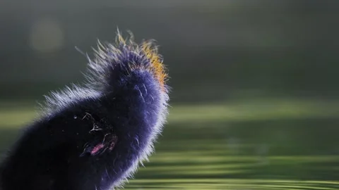 Eurasian Coot Chick Preening Its Feathers in 4K Slow Motion Nature Footage Stock Footage 337719050
