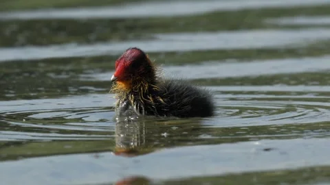 Eurasian Coot Chick Shaking Off Water - 4K Slow Motion Wildlife Footage Stock Footage 337497207