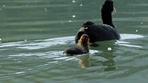 Eurasian Coot Chick Swimming Behind Parent - 4K Slow Motion Wildlife Footage 库存影片 337487664