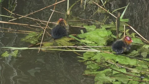 Eurasian Coot Chicks Floating on Water Plants Stock-Footage 341614412