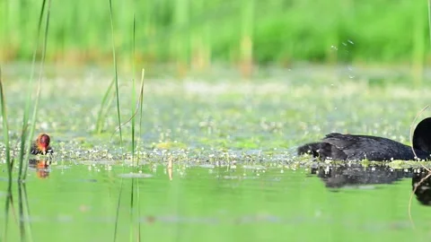 Eurasian Coot with Chicks in the Wild. Slow Motion. Stock Footage 336749606