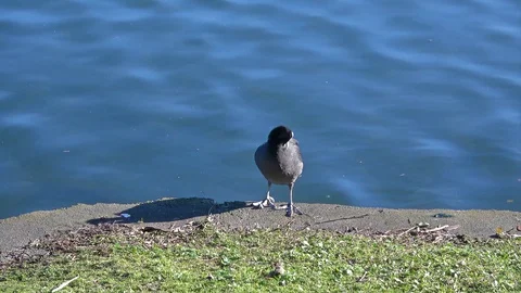 Eurasian Coot cleaning its feathers Video stock 91080153