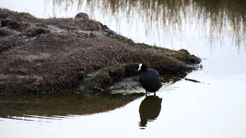 Eurasian Coot cleaning itself in front of mate in spring lake at Amager Stock Footage 107063873