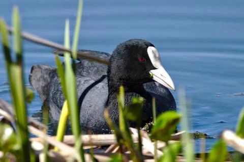 Eurasian coot closeup Stock Photos