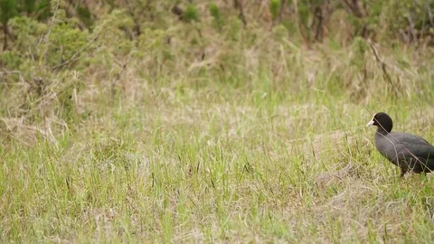 An Eurasian Coot Crossing From Right to Left through Grass Stock Footage 108406172