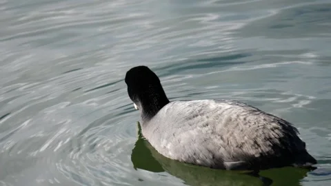 Eurasian Coot diving in slow-motion Stock Footage 137144300