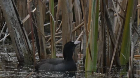 Eurasian Coot eating algae and reed stems in open water Stock Footage 330735768