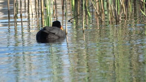 Eurasian coot feeds coot chicks Stock Footage 160826946