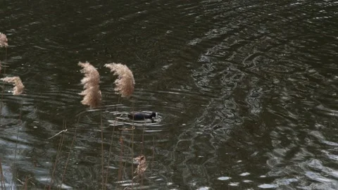 Eurasian Coot float in a pond - nature Stock Footage 151507483