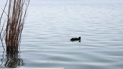 A Eurasian coot floating in the lake Video stock 181944164