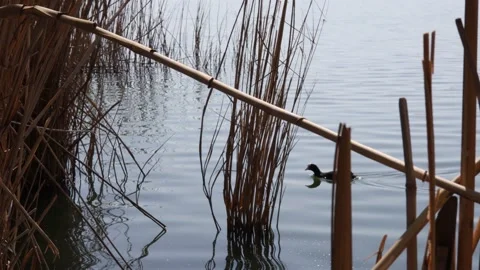 A Eurasian coot floating in the lake Stock Footage 181977535