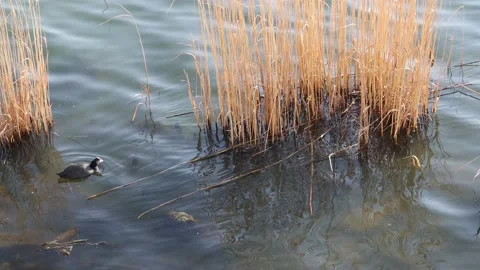 A Eurasian coot floating in the lake Video stock 182052651