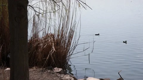 A Eurasian coot floating in the lake Stock Footage 182063057