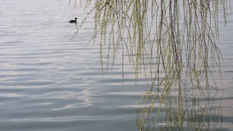 A Eurasian coot floating in the lake Video stock 182799442