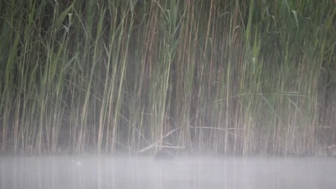 Eurasian Coot Floating on Water in Dense Morning Fog – 4K Slow Motion Vídeos de archivo 335258756