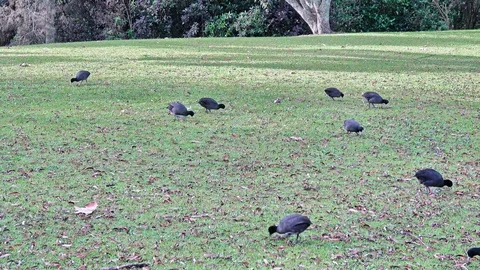 Eurasian Coot Video stock 113708045