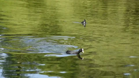 Eurasian coot Stock Footage 131152156
