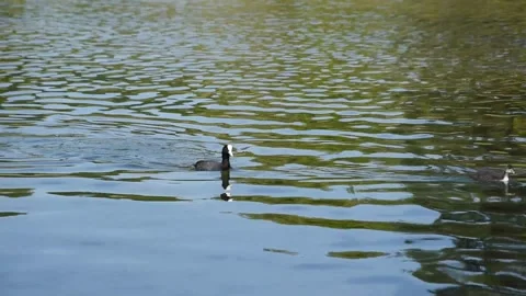Eurasian coot Stock Footage 131400255