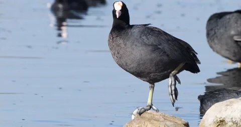 Eurasian Coot Stock-Footage 331942466