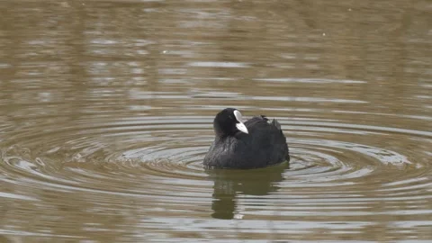 Eurasian Coot Vídeos de archivo 337460561