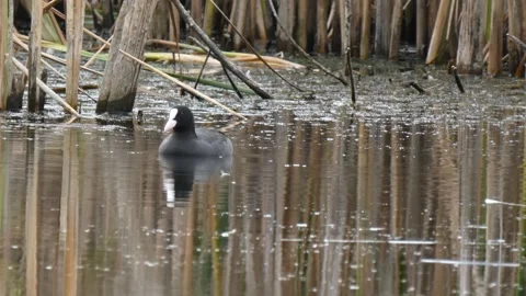 Eurasian coot foraging and diving near a reed bank Video stock 330317193