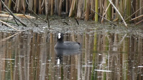 Eurasian coot foraging and diving in its natural ecosystem Stock Footage 330728505