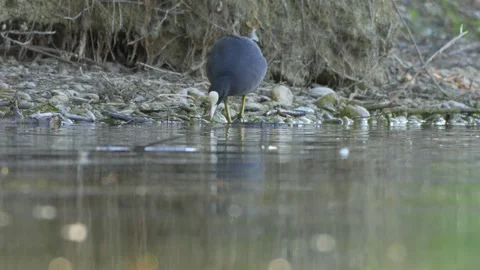 Eurasian Coot Foraging at Water Edge - 4K Macro Slow Motion Stockbeeldmateriaal 335708085