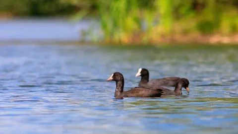 The Eurasian coot Fulica atra in blue lake water. Stock Photos