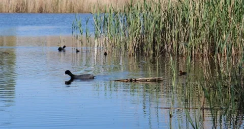 Eurasian coot Fulica atra Stock Footage 160591997