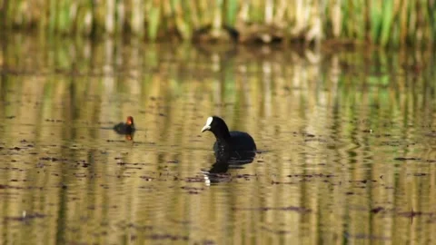 Eurasian Coot (fulica Atra) 스톡 동영상 195020522