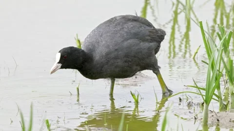 Eurasian coot has a distinctive white beak and 'shield' above the beak 動画素材 244549058