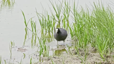 Eurasian coot has a distinctive white beak and 'shield' above the beak 動画素材 244549059